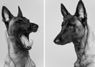 1001dogs