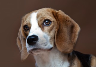 1001Dogs