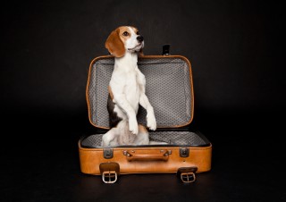 1001Dogs