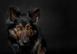 1001Dogs