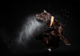 1001Dogs