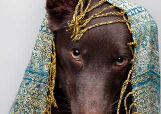 1001Dogs