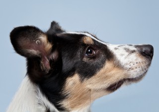 1001Dogs