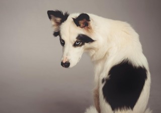 1001Dogs